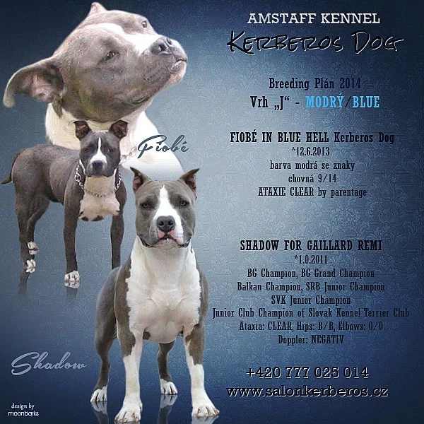 Americký stafordšírský teriér šť., s P.P. k rezerv